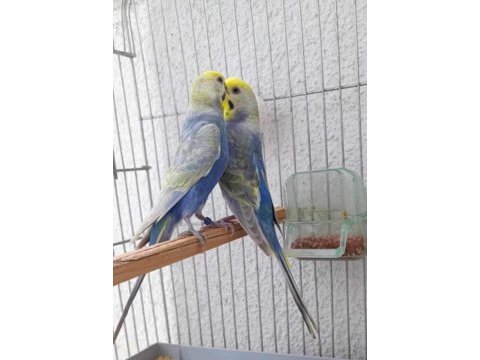 Rainbow çift genç muhabbet kuşlar