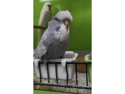 Show jumbo muhabbet kuşu