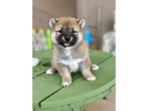 Shiba inu yavrular tr üretimi