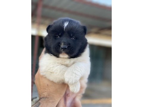 Amerikan akita ınu yavruları