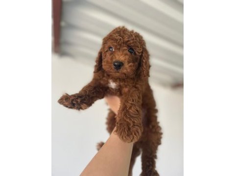 Toy poodle bebekleri