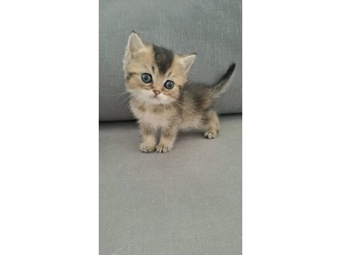 British shorthair erkek