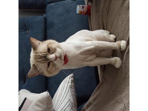 Safkan british lynx point