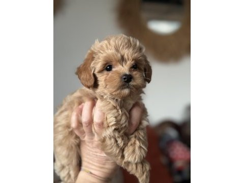 Kore maltipoo teacup bebeğim