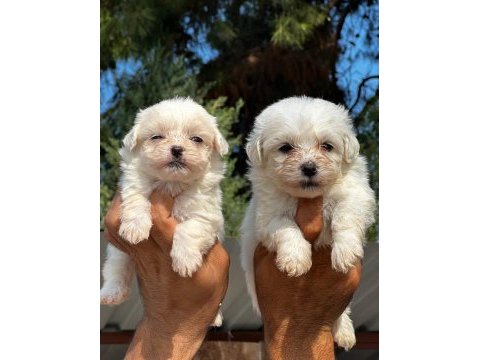 Maltese terrier yavruları