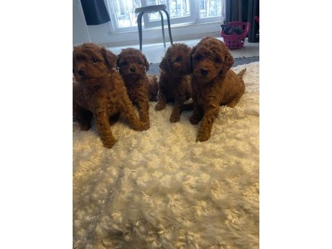 Toy poodle teacup baby yavrular