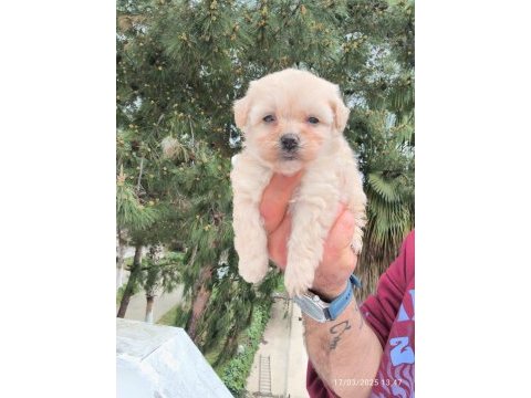Maltipoo bebekler