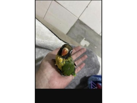 Çok güzel personat yeni yeme düşmüş yavru