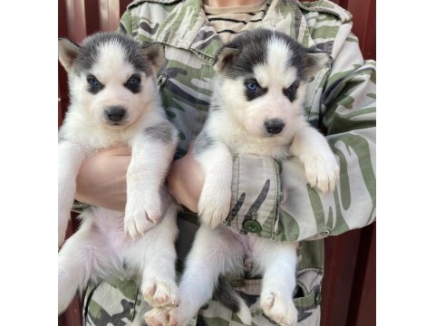 Orijinal sibirya kurdu husky bebekler