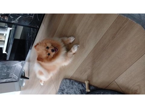 Pomeranian boo zeus
