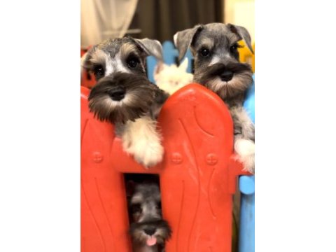 Fcı secereli miniatute schnauzer yavruları