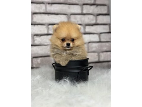 A kalitenin ötesi pomerian boo dünyası