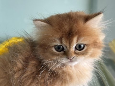 Show kalite golden longhair british yavrularımız