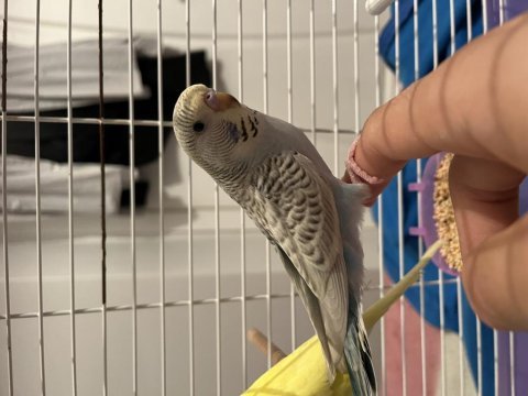 Yavru erkek ele alışkın benekli özel muhabbet kuşu