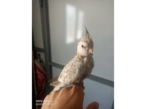 45 günlük 4 kardeş sultan papağanı