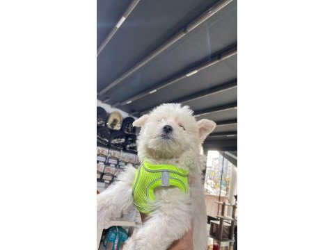 Yavru terrier sevilcan