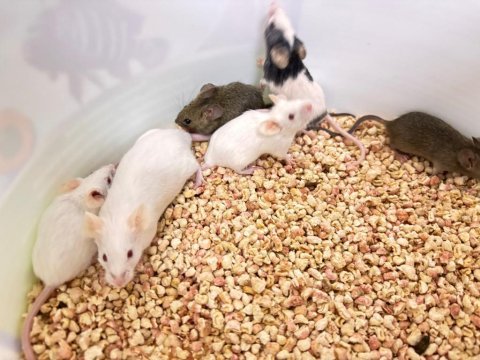 Lab ve panda mice