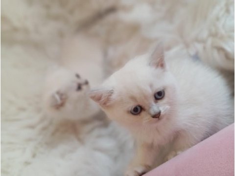Scottish fold silver