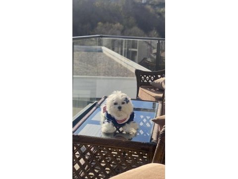 Safkan maltese yavru