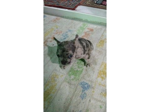 Sağlıklı yavrular hepsi birbirinden sevimli french bulldog