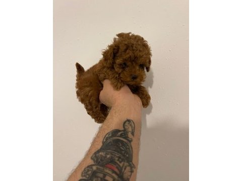 Toy poodle