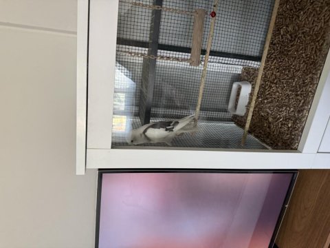 Full evcil erkek 8 aylık konuşan sultan papağanı