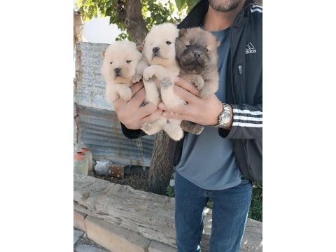 A kalite chow chow yavrularımız çin aslanı