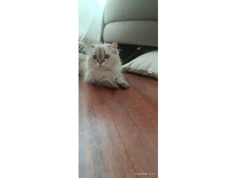 British longhair kardeşler
