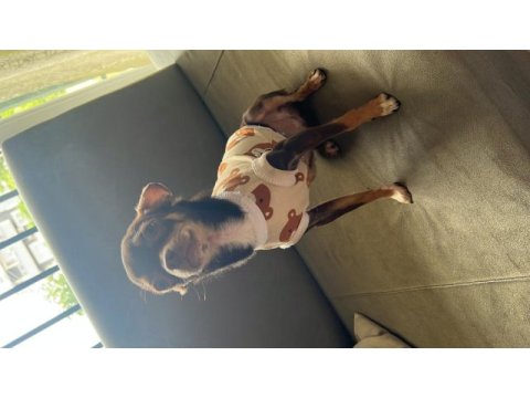 Oğlumu çiftleştirmek için dişi chihuahua arıyorum