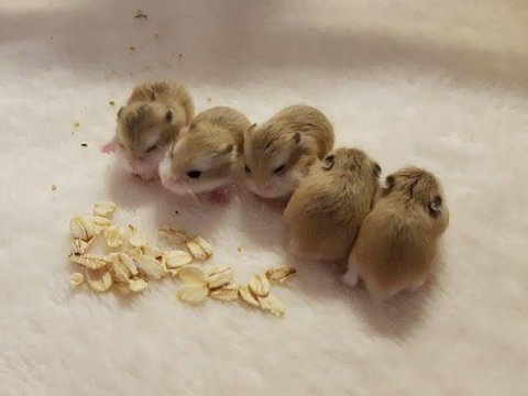Yavru hamsterlar yuva arıyor acil