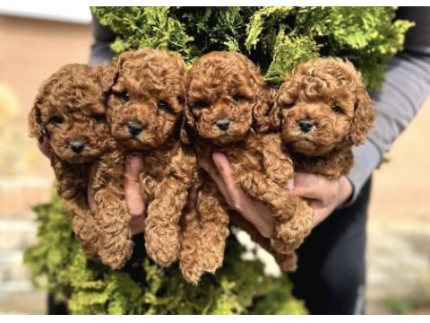 Red toy poodle yavrularım 