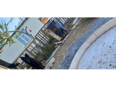 Siyah alman kurdu