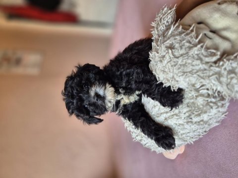 Son kalan maltipoo yavrular erkek dişi