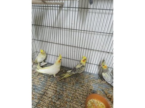 Sultan papağanı yavruları her renk mevcut