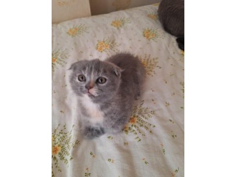 Scottish fold ve british shorthair yavruları özel renkler