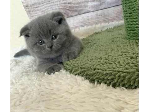 Gri scottish fold yavrularımız 
