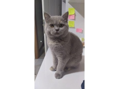 10 aylık dişi british shorthair