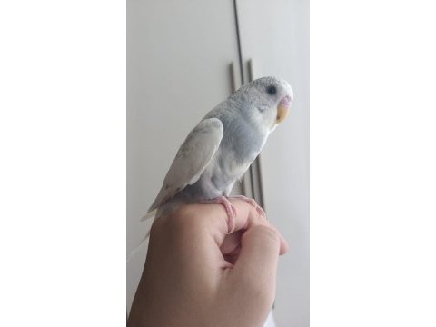 1 adet yavru erkek muhabbet kuşu 2 aylık
