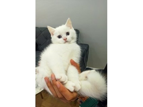 Beyaz british shorthair kedimiz