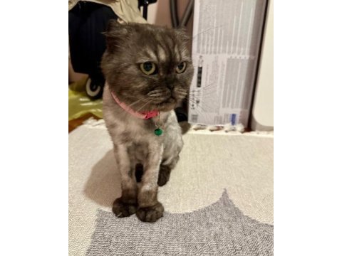 Ücretsiz sahiplendirme scottish fold kedimiz