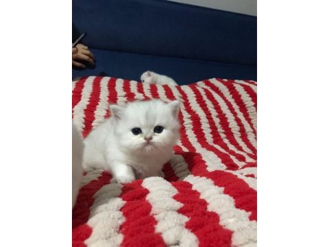 British pamuk şeker kediler