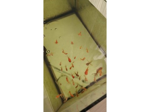 Oranda yavruları