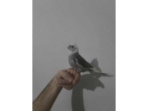 Saf kan albino kırmızı göz sultan papağanı