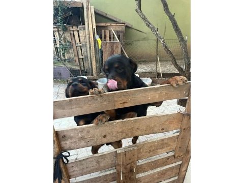 Rottweiler erkek baba oğul