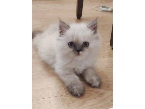 Biz hazırız british longhair