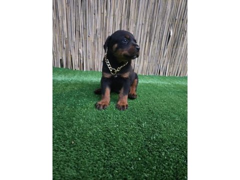 Rottweiler yavrular sahiplerini bekliyor iki aylık