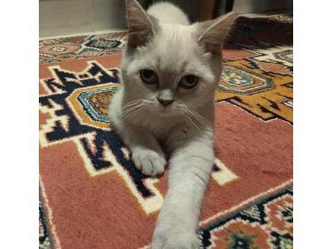 Dişi british shorthair 5.5 aylık acil