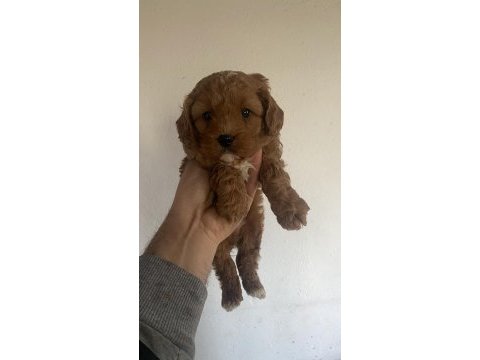 Orjinal maltipoo yavrular