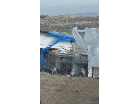 2 dişi ve 1 erkek pug