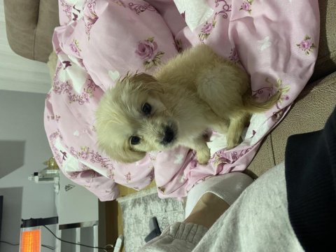 3 aylık dişi golden retriever